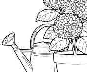 Coloriage Hortensia pret &agrave; arroser