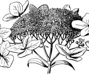 Coloriage Hortensia r&eacute;aliste
