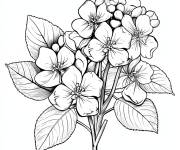 Coloriage Hortensia sans arrier plan