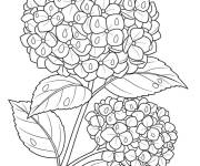 Coloriage Hortensia simple