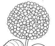 Coloriage Hortensia sous le soleil