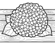 Coloriage Hortensia sur le banc