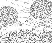 Coloriage Hortensia sur les montagnes