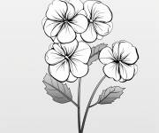 Coloriage Hortensia une fleur adorable