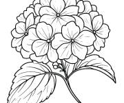 Coloriage et dessins gratuit Hortensia vectoriel à imprimer