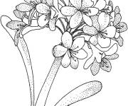 Coloriage Hortensia vectoriel d&eacute;taill&eacute;