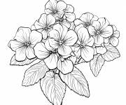 Coloriage Hortensia vibrant