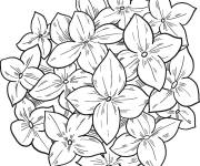 Coloriage Hortensia vue de haut