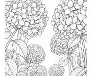 Coloriage Hortensia vue du champ