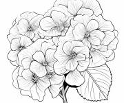 Coloriage Hortensia vue proche