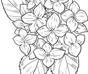 Coloriage Illustration d'une Hortensia r&eacute;aliste