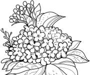Coloriage Illustration de Hortensia