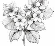 Coloriage Illustration d&eacute;taill&eacute; de Hortensia