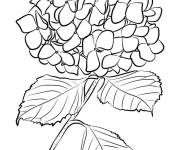 Coloriage Imprimable Hortensia