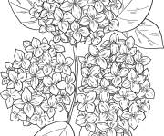 Coloriage Jolie Hortensia pour enfants