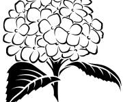Coloriage Magnifique Hortensia