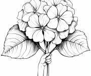 Coloriage Main tenant la Hortensia