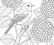 Coloriage Oiseau se repose sur la fleur de Hortensia