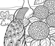 Coloriage Paon et Hortensia