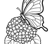 Coloriage Papillon sur le Hortensia