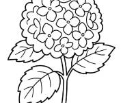 Coloriage et dessins gratuit Petite Hortensia à imprimer