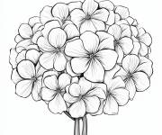 Coloriage Photo de Hortensia