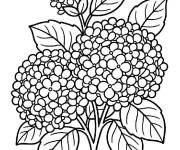 Coloriage Plante de Hortensia
