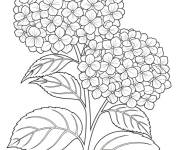 Coloriage Plante fleurie Hortensia