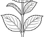 Coloriage Plante Hortensia fleurie