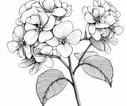 Coloriage Plante Hortensia pour adulte