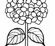 Coloriage Plante Hortensia sans motif
