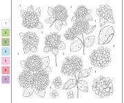Coloriage Plusieurs Hortensia par num&eacute;ro de 1 &agrave; 7