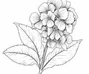 Coloriage Portrait de Hortensia