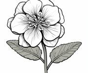 Coloriage Seule Hortensia