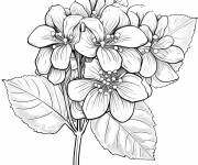 Coloriage Vari&eacute;t&eacute; de Hortensia