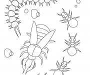 Coloriage Insecte gratuit à imprimer