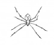 Coloriage Insecte Araign&eacute;e