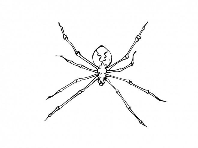 Coloriage et dessins gratuits Insecte Araignée à imprimer