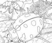 Coloriage Insecte au crayon