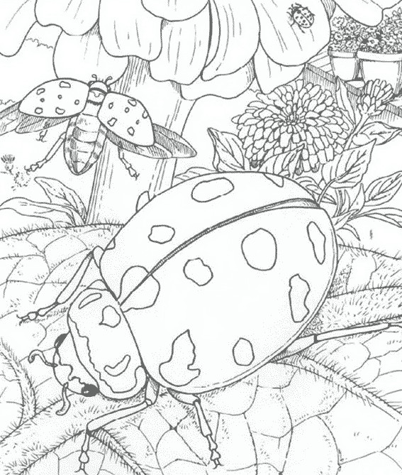 Coloriage et dessins gratuits Insecte au crayon à imprimer