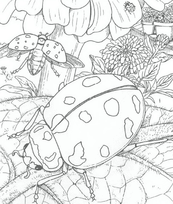 Coloriage Insecte gratuit à imprimer liste 20 à 40