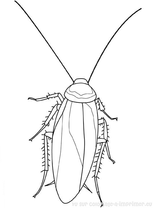 Coloriage et dessins gratuits Insecte avec ses antennes à imprimer