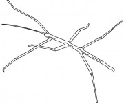 Coloriage Insecte bronche