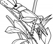 Coloriage Insecte en ligne