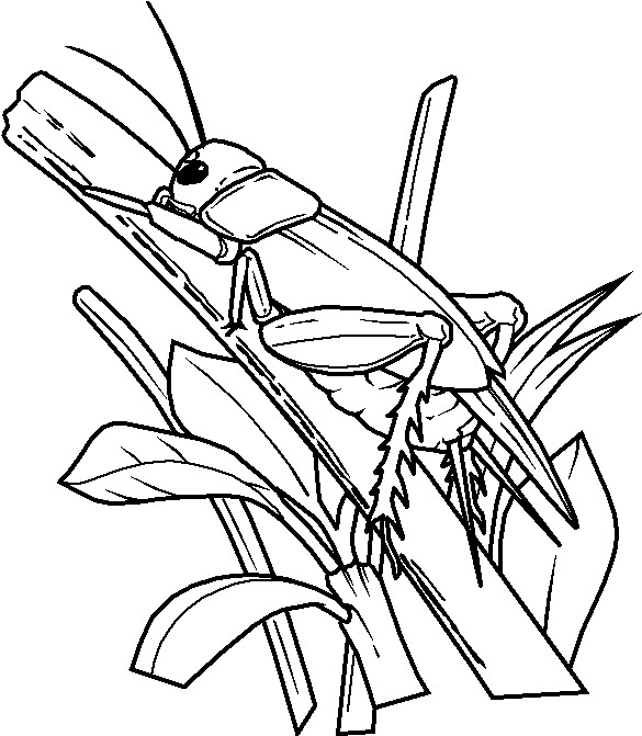 Coloriage Insecte gratuit à imprimer liste 40 à 60