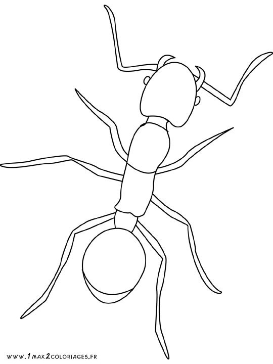 Coloriage et dessins gratuits Insecte fourmi à colorier à imprimer