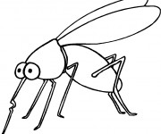Coloriage Insecte moustique