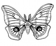 Coloriage Insecte Papillon stylisé