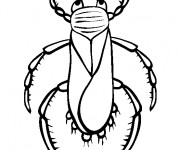 Coloriage Insecte pour d&eacute;coration