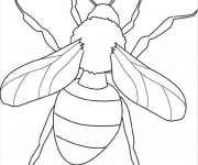 Coloriage Insecte qui ouvre ses ailes